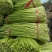 红帽蒜苔江苏产区直发保质保量供货价钱实惠