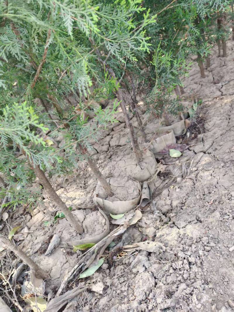 精品侧柏苗圃直供，供开发商，园林绿化，可视频看货