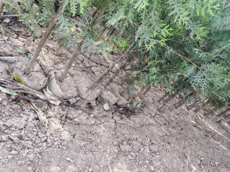 精品侧柏苗圃直供，供开发商，园林绿化，可视频看货