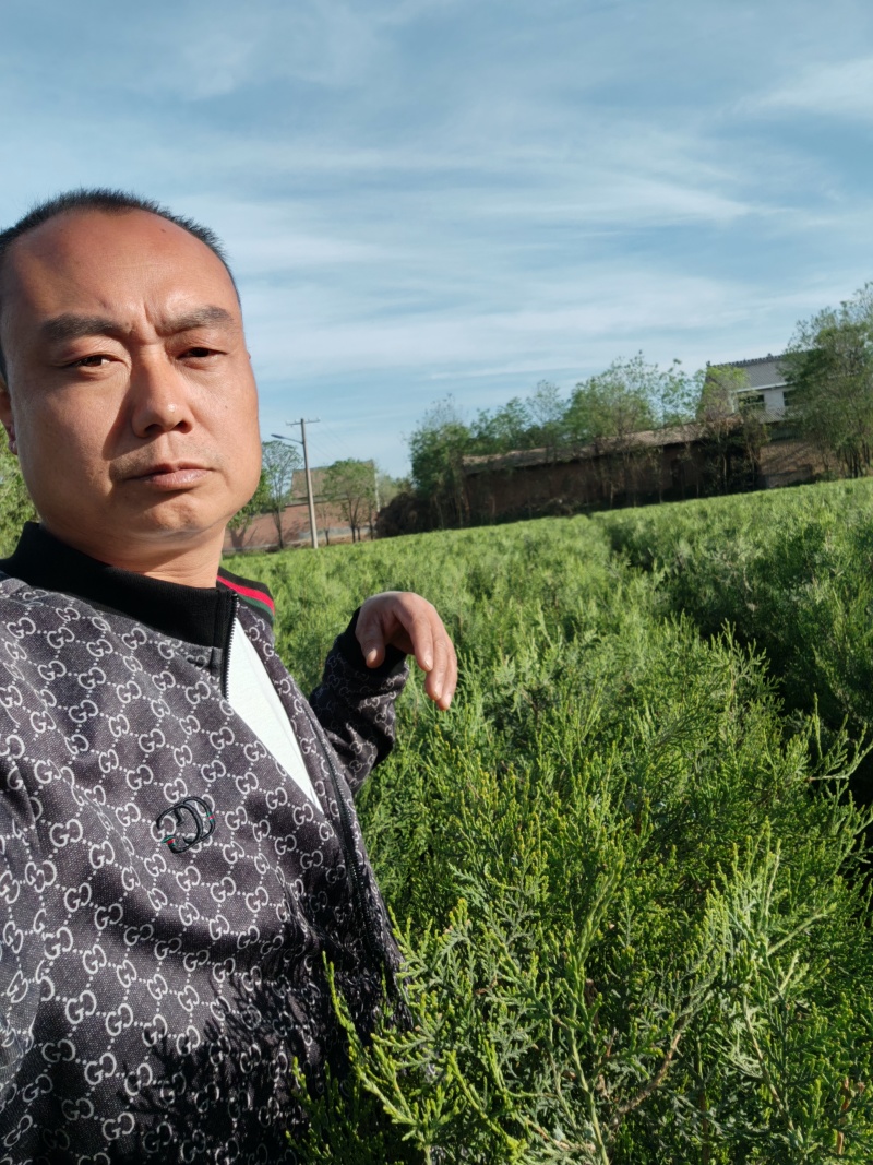 精品侧柏苗圃直供，供开发商，园林绿化，可视频看货