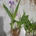 四川紫花三叉白芨训化苗基地直发质量保证，免费技术指导