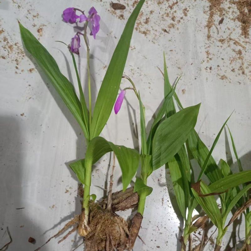 四川紫花三叉白芨训化苗基地直发质量保证，免费技术指导