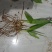 四川紫花三叉白芨训化苗基地直发质量保证，免费技术指导