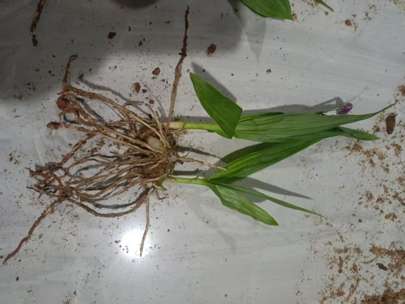 四川紫花三叉白芨训化苗基地直发质量保证，免费技术指导