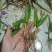 四川紫花三叉白芨训化苗基地直发质量保证，免费技术指导