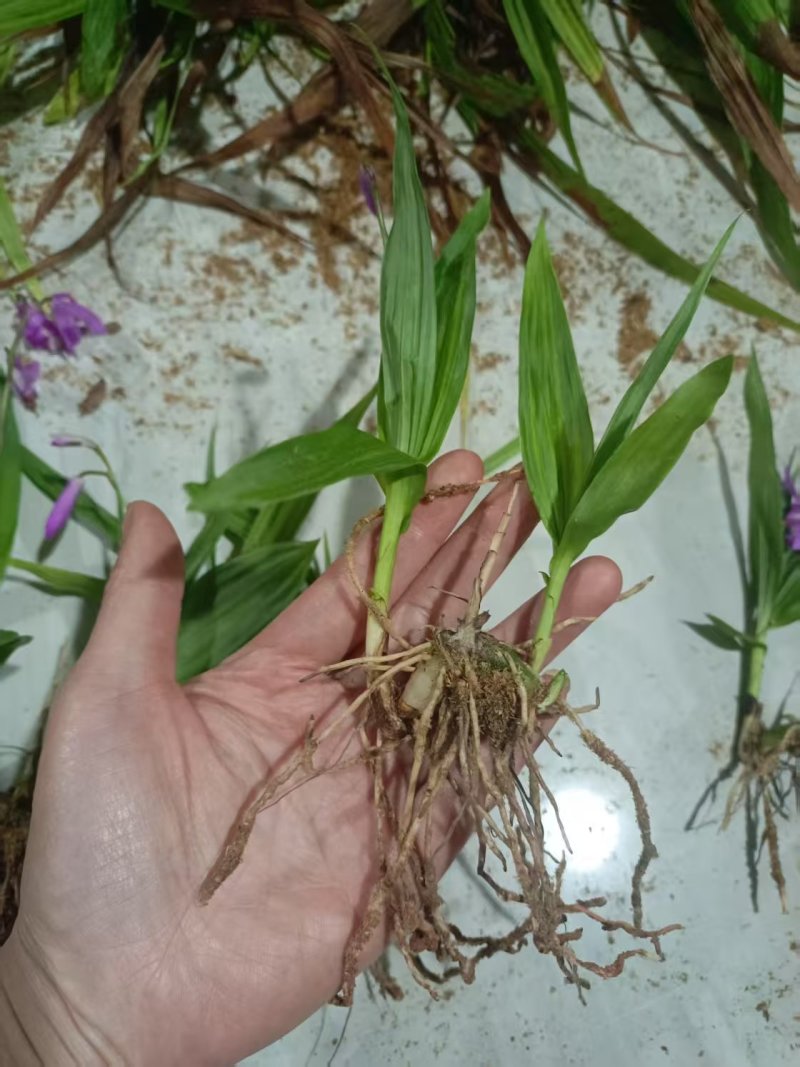 四川紫花三叉白芨训化苗基地直发质量保证，免费技术指导