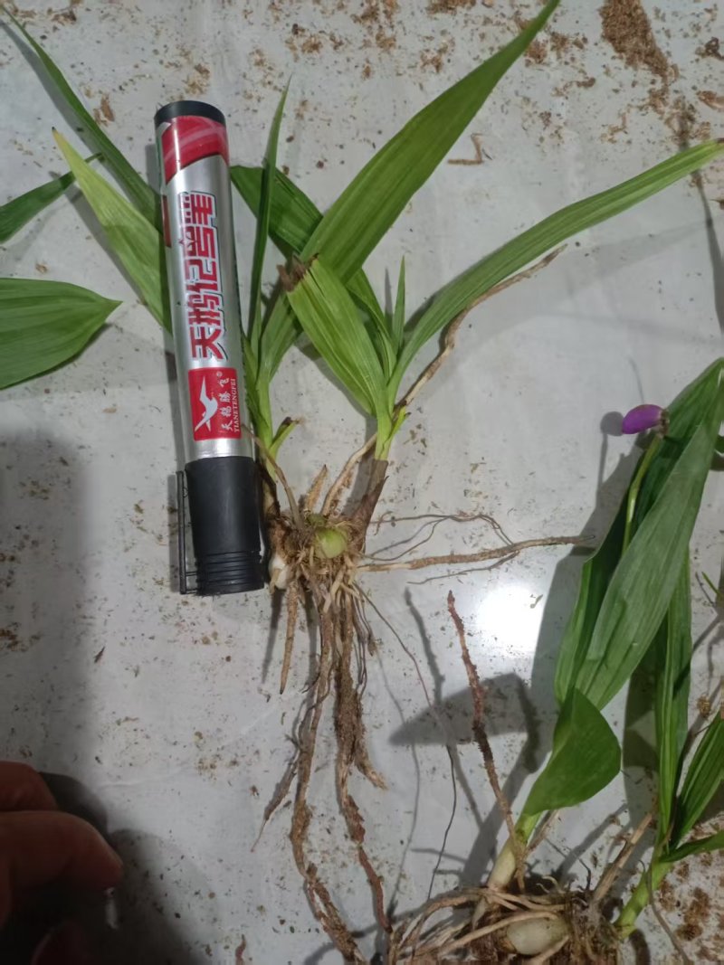 四川紫花三叉白芨训化苗基地直发质量保证，免费技术指导