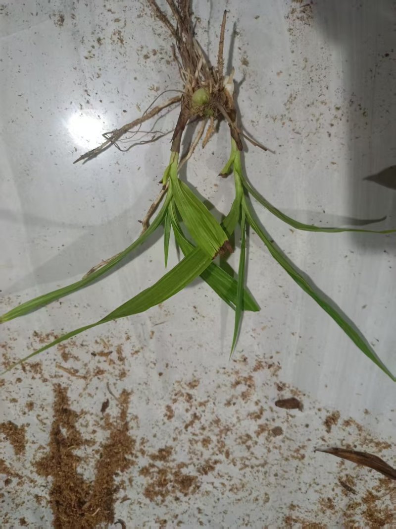 四川紫花三叉白芨训化苗基地直发质量保证，免费技术指导