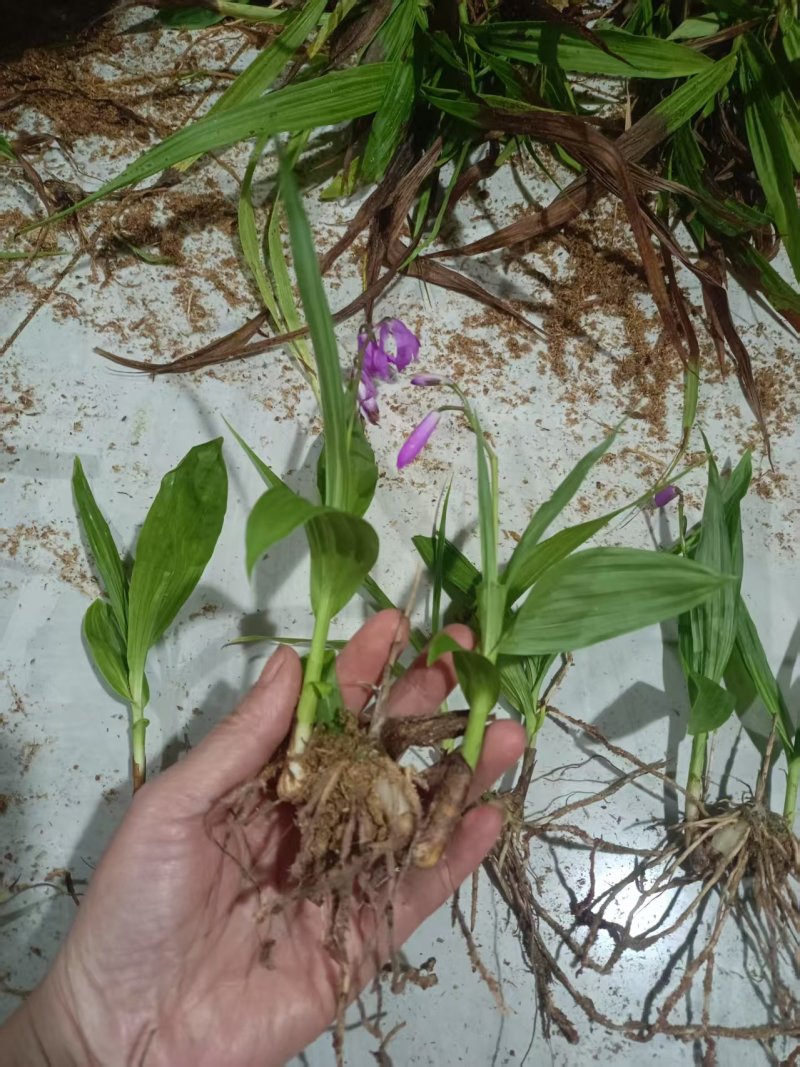 四川紫花三叉白芨训化苗基地直发质量保证，免费技术指导