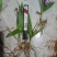 四川紫花三叉白芨训化苗基地直发质量保证，免费技术指导