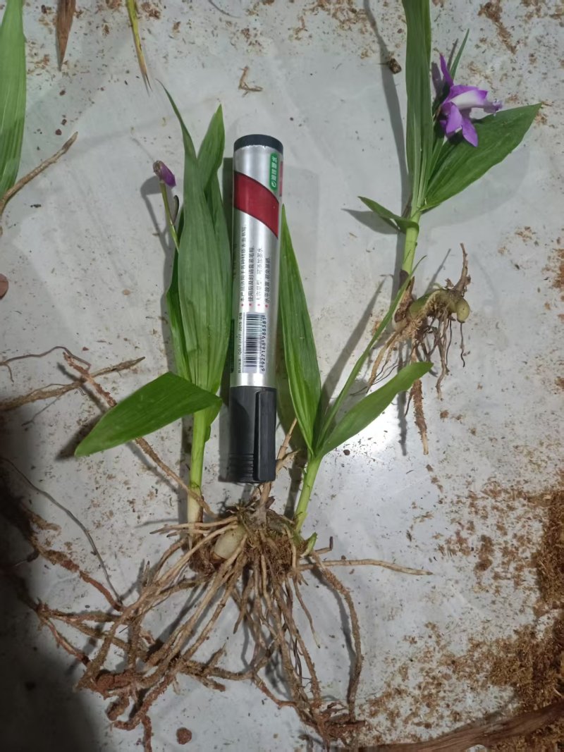 四川紫花三叉白芨训化苗基地直发质量保证，免费技术指导