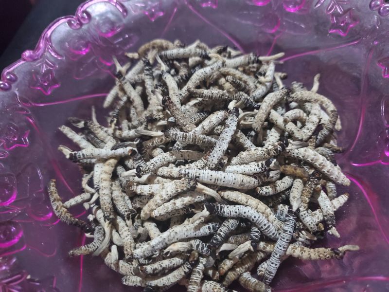 虫草亚香棒虫草新鲜
