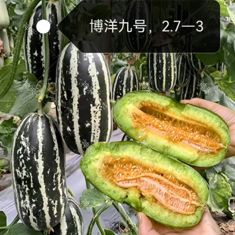 博洋9号甜瓜，产地直发，大量有货，欢迎各位老板咨询采购