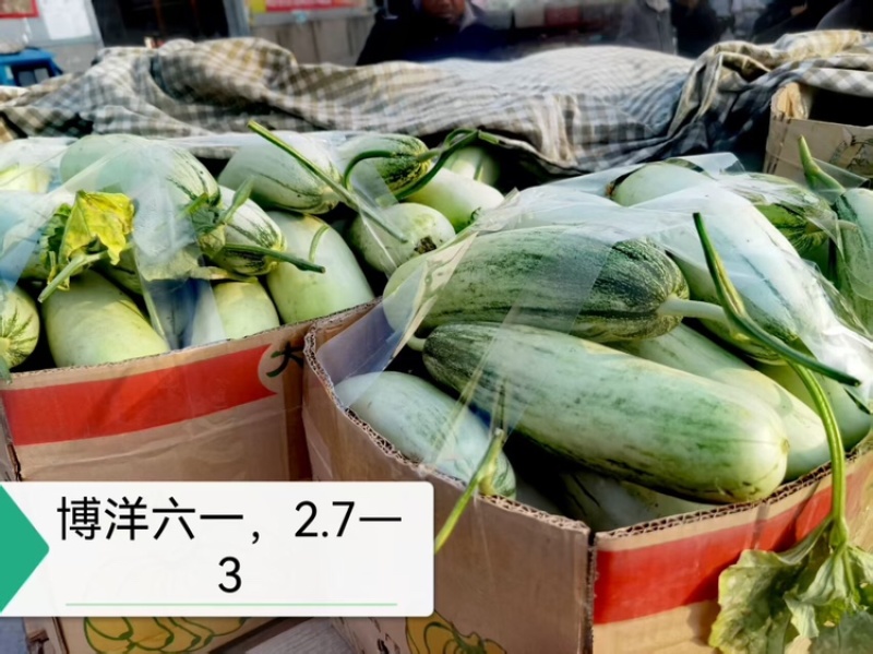 博洋9号甜瓜，产地直发，大量有货，欢迎各位老板咨询采购