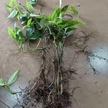 三叶青青扦插苗四川三叶青种苗种植基地直供质量保证欢迎采购