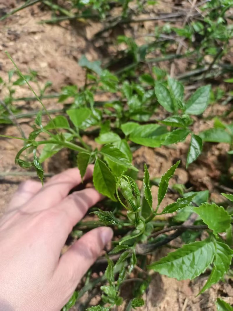 三叶青青扦插苗四川三叶青种苗种植基地直供质量保证欢迎采购