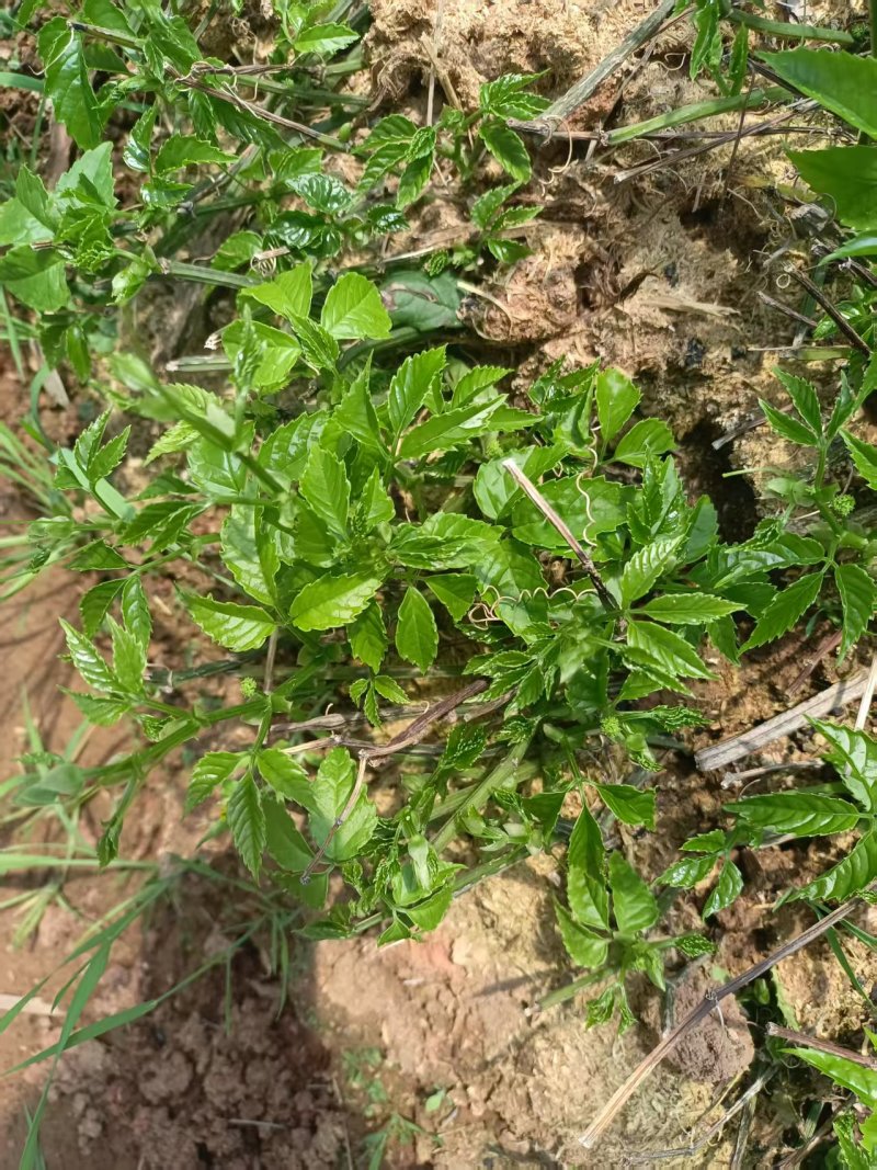 三叶青青扦插苗四川三叶青种苗种植基地直供质量保证欢迎采购