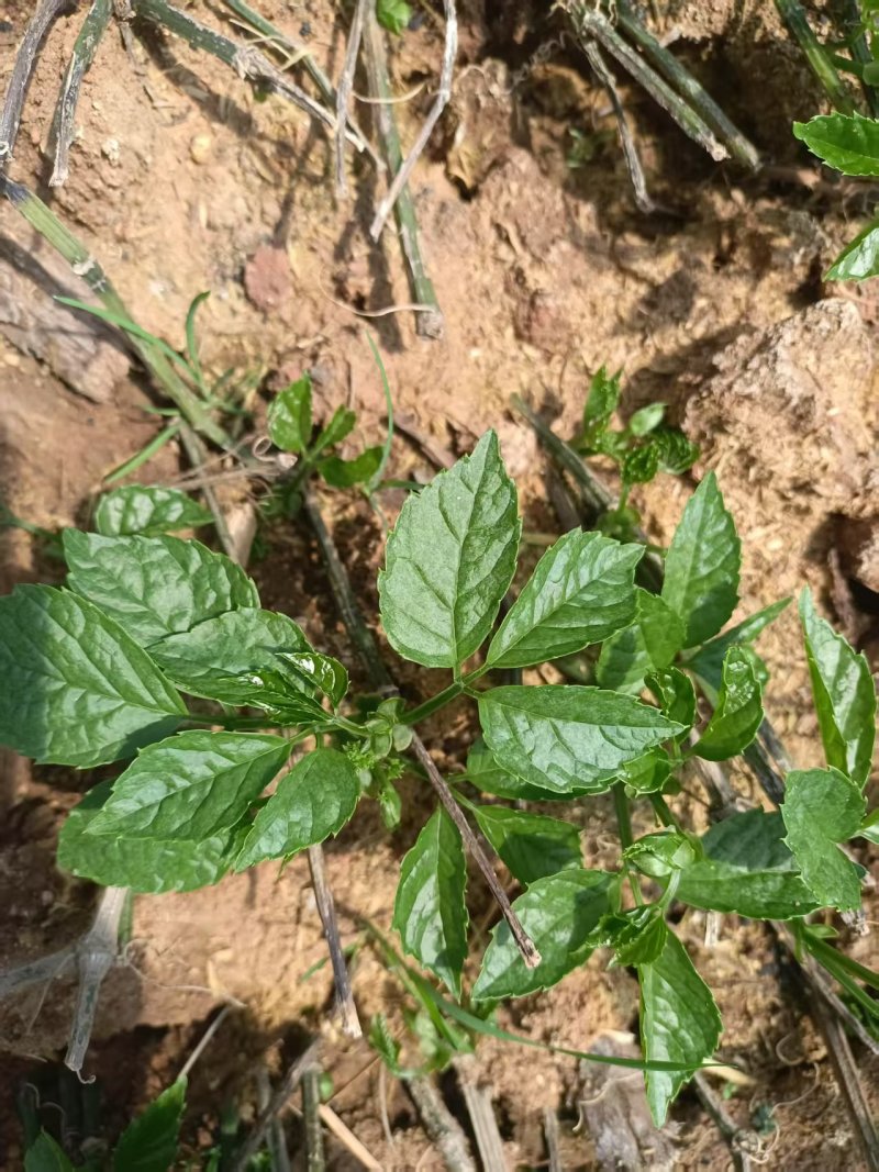 三叶青青扦插苗四川三叶青种苗种植基地直供质量保证欢迎采购
