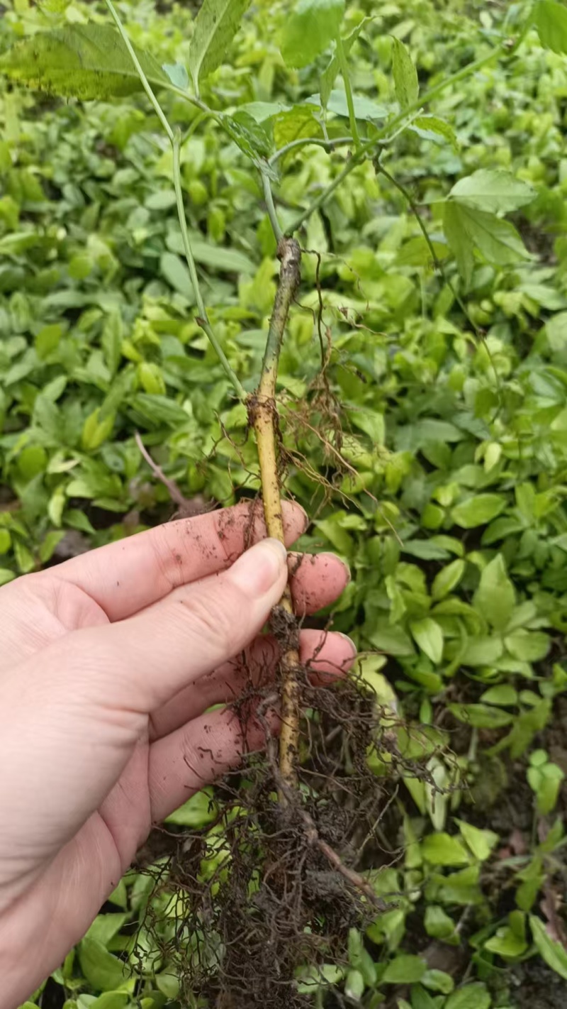 三叶青青扦插苗四川三叶青种苗种植基地直供质量保证欢迎采购