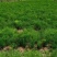 天门冬种苗四川天门冬种苗种植基地直供质量保证欢迎采购