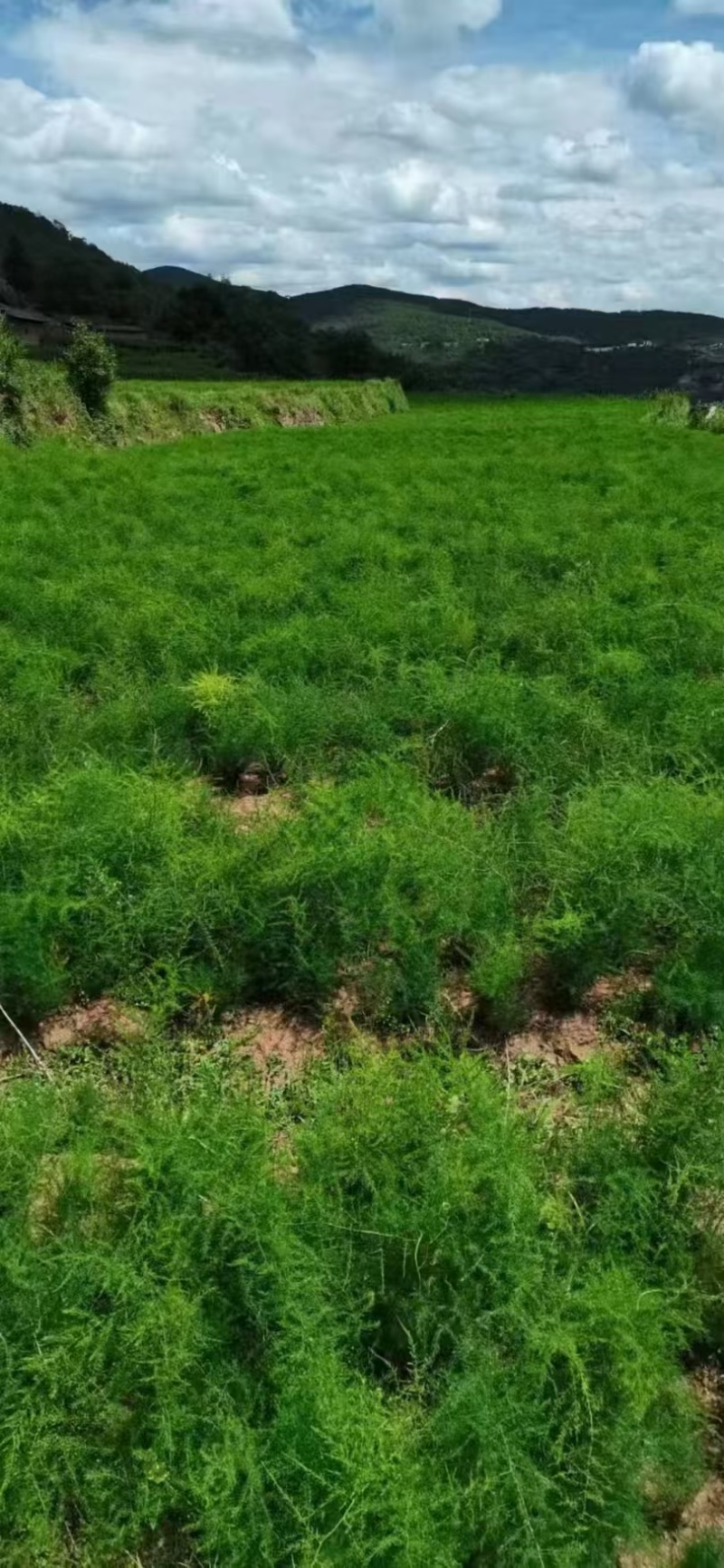 天门冬种苗四川天门冬种苗种植基地直供质量保证欢迎采购