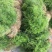 天门冬种苗四川天门冬种苗种植基地直供质量保证欢迎采购