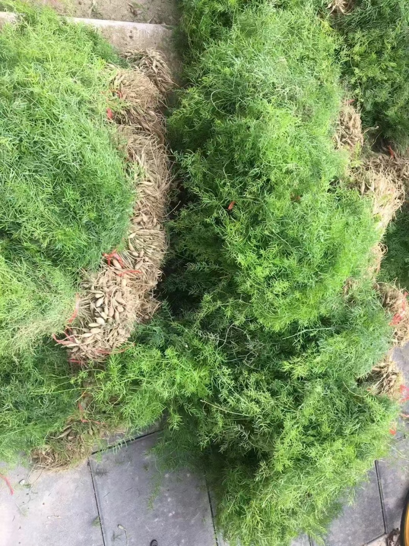 天门冬种苗四川天门冬种苗种植基地直供质量保证欢迎采购