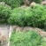 天门冬种苗四川天门冬种苗种植基地直供质量保证欢迎采购