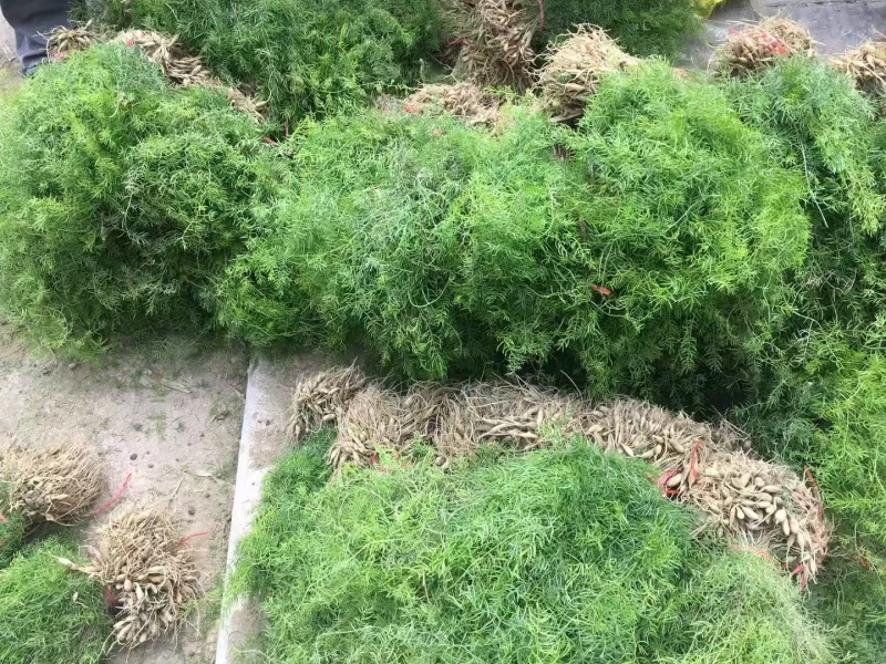 天门冬种苗四川天门冬种苗种植基地直供质量保证欢迎采购