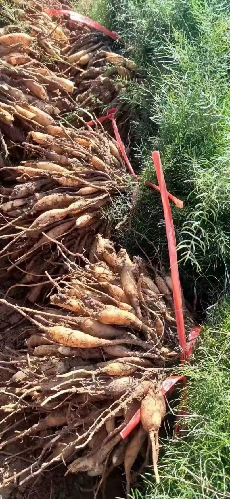 天门冬种苗四川天门冬种苗种植基地直供质量保证欢迎采购