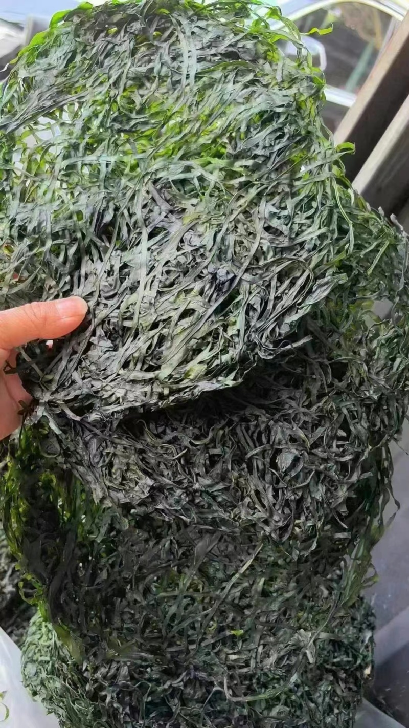 烘干圈圈海带丝颜色绿无沙无盐泡发率高10元模