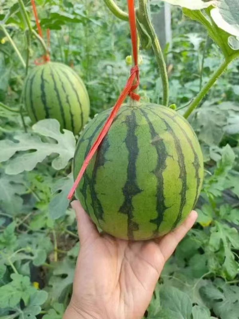 938吊兰西瓜2k手剥西瓜红玉小糖丸蒲城西瓜