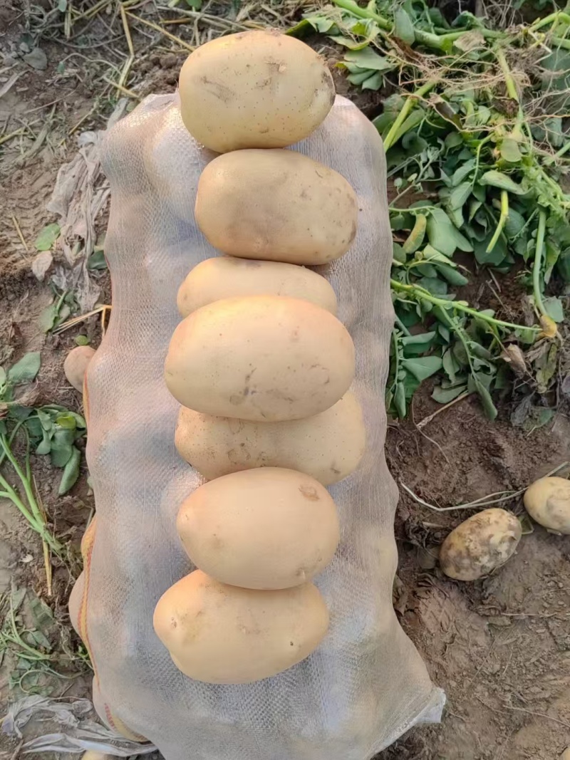 襄阳万亩沃土土豆/黄皮黄心大量上市，各种规格全国发货