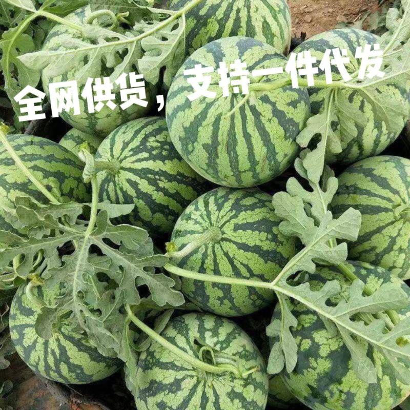 河南商丘夏邑县三河美都西瓜新鲜上市支持全网一件代发