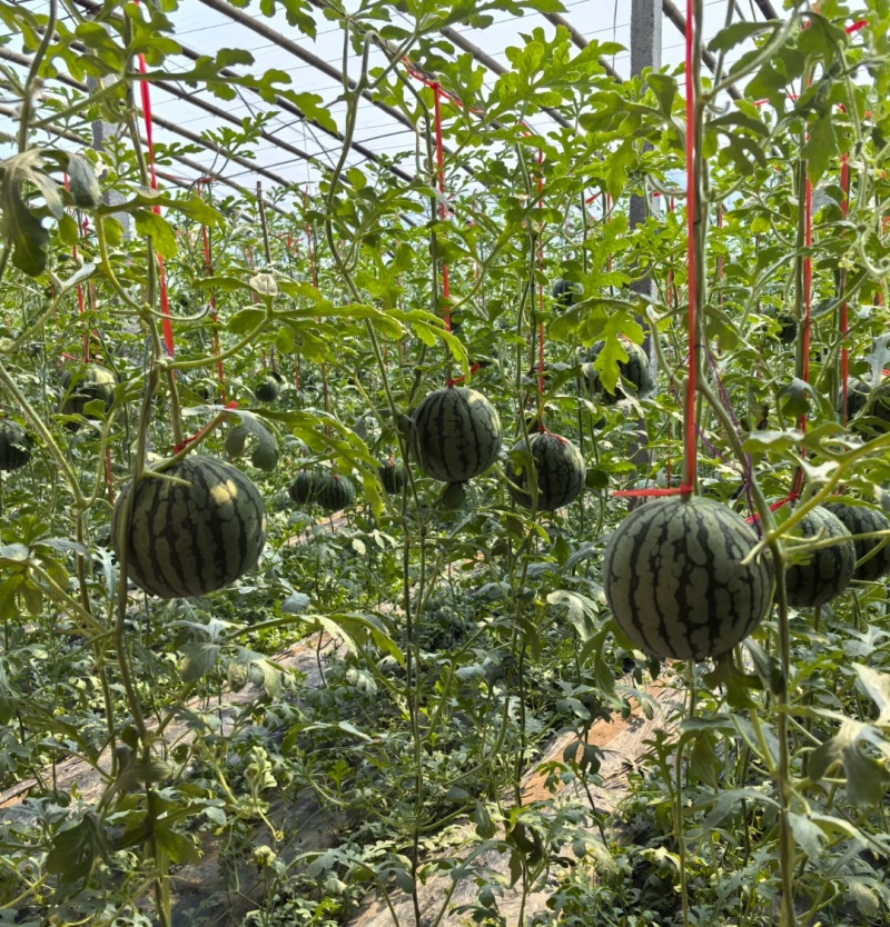 陕西吊兰西瓜手撕瓜产地现货供应，量大从优皮薄多汁代发全国