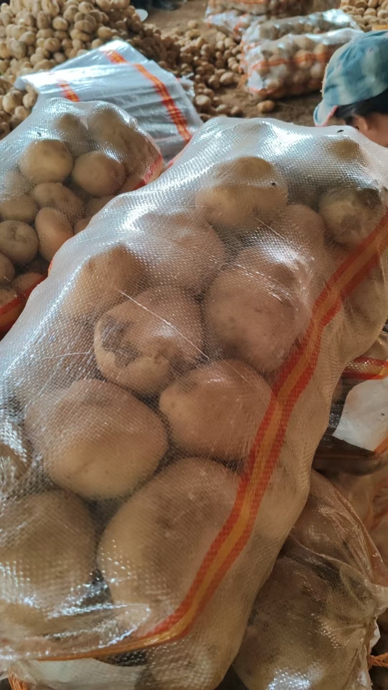 湖北万亩中薯五号，黄皮黄心/质量保证各种规格，全国发货