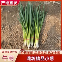 🇨🇳「四季小葱·源头直发」严控品质，稳定供应。