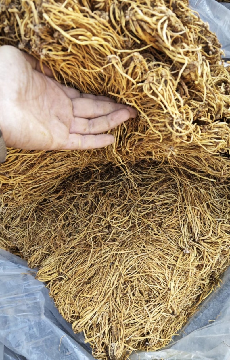 北龙胆草中药材无硫多年生辽宁北龙胆规格齐全量大从优