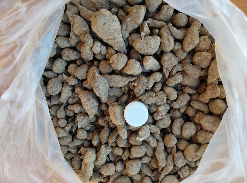 三叶青；一手货源；大量供应；全检合格