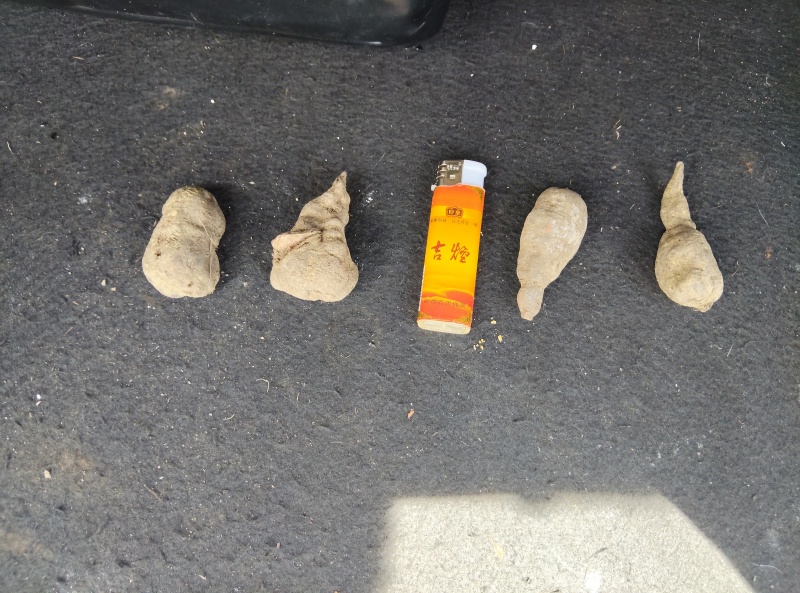 三叶青；大量供应；产地直销；现货供应；质量有保证