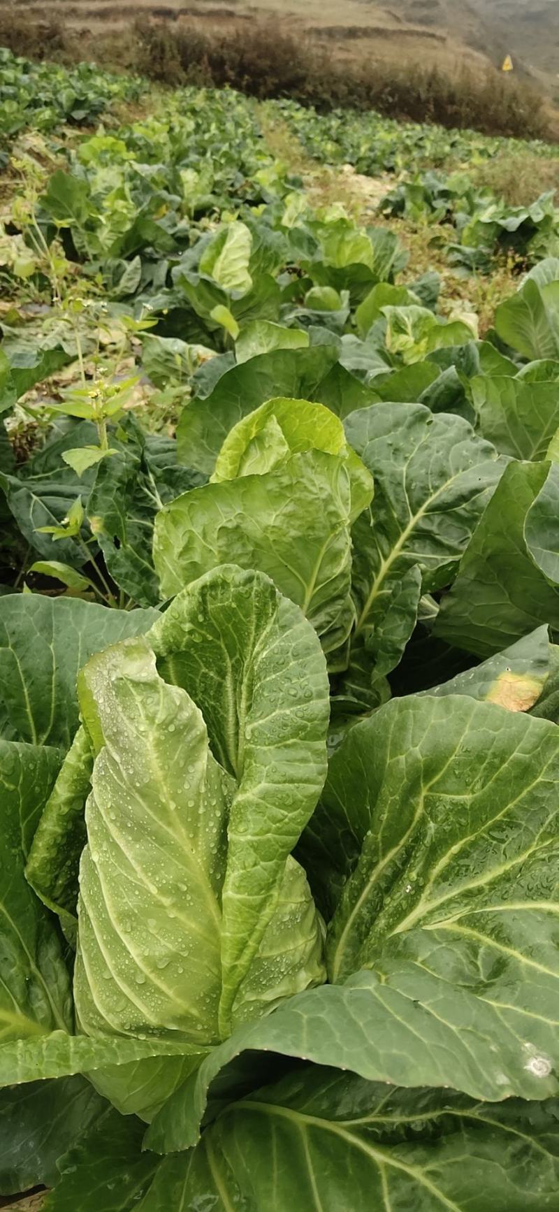 牛心甘蓝，大量上新，货源充足，可发全国欢迎订购