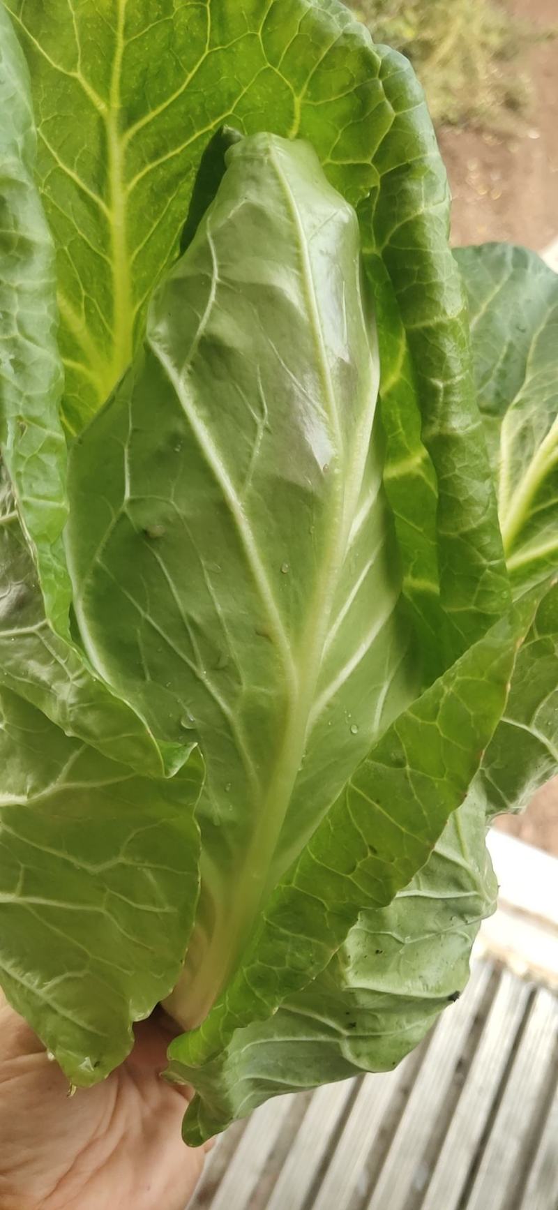 牛心甘蓝，大量上新，货源充足，可发全国欢迎订购