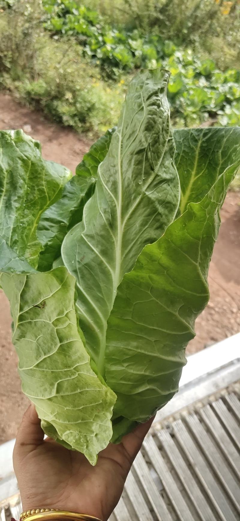 牛心甘蓝，大量上新，货源充足，可发全国欢迎订购