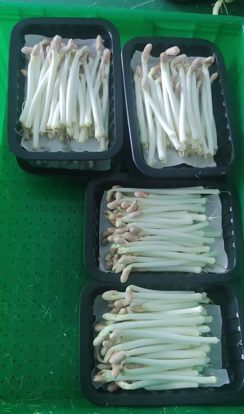 浙江花生芽精品货自有培育基地大量现货供应欢迎咨询下单