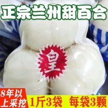 陇泰源鲜百合兰州百合三头皇一斤三袋熬粥煲汤饭店专用