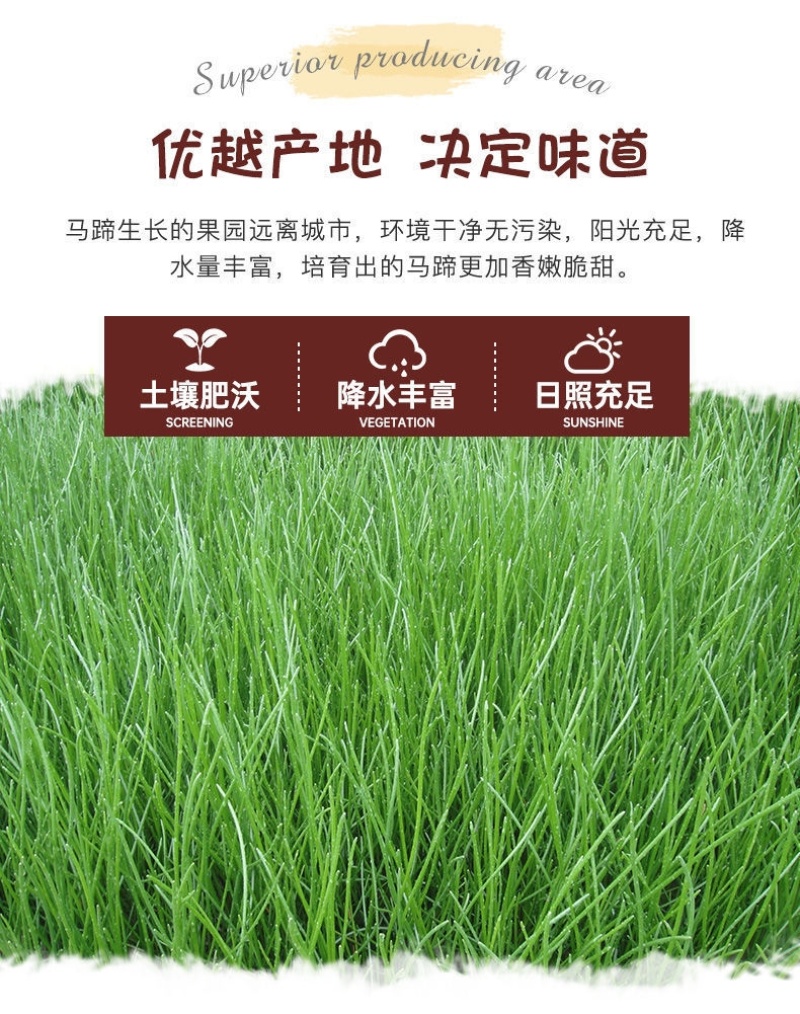 专业无为马蹄代办直销对接各大批发市场电商精品果