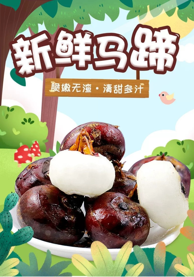 专业无为马蹄代办直销对接各大批发市场电商精品果
