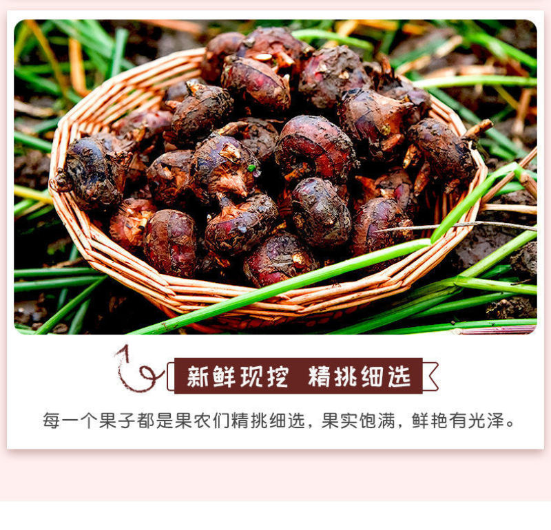 专业无为马蹄代办直销对接各大批发市场电商精品果