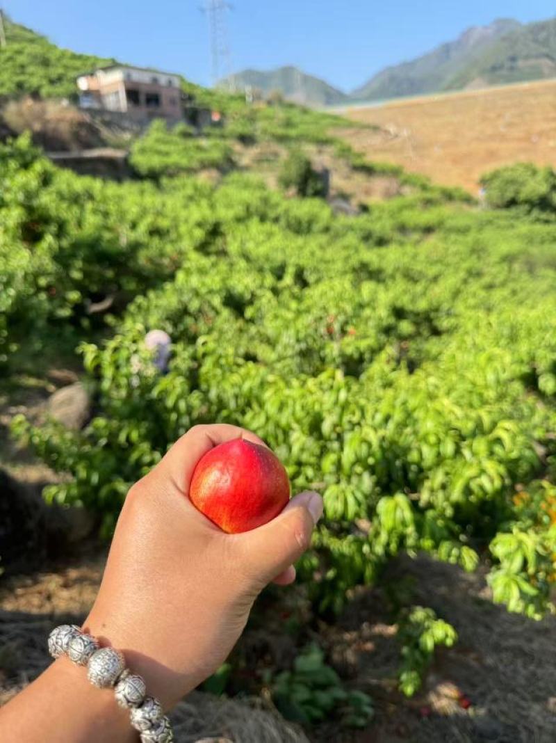 中油6号桃子大量供应四川产地直发，货源充足，新鲜采摘。