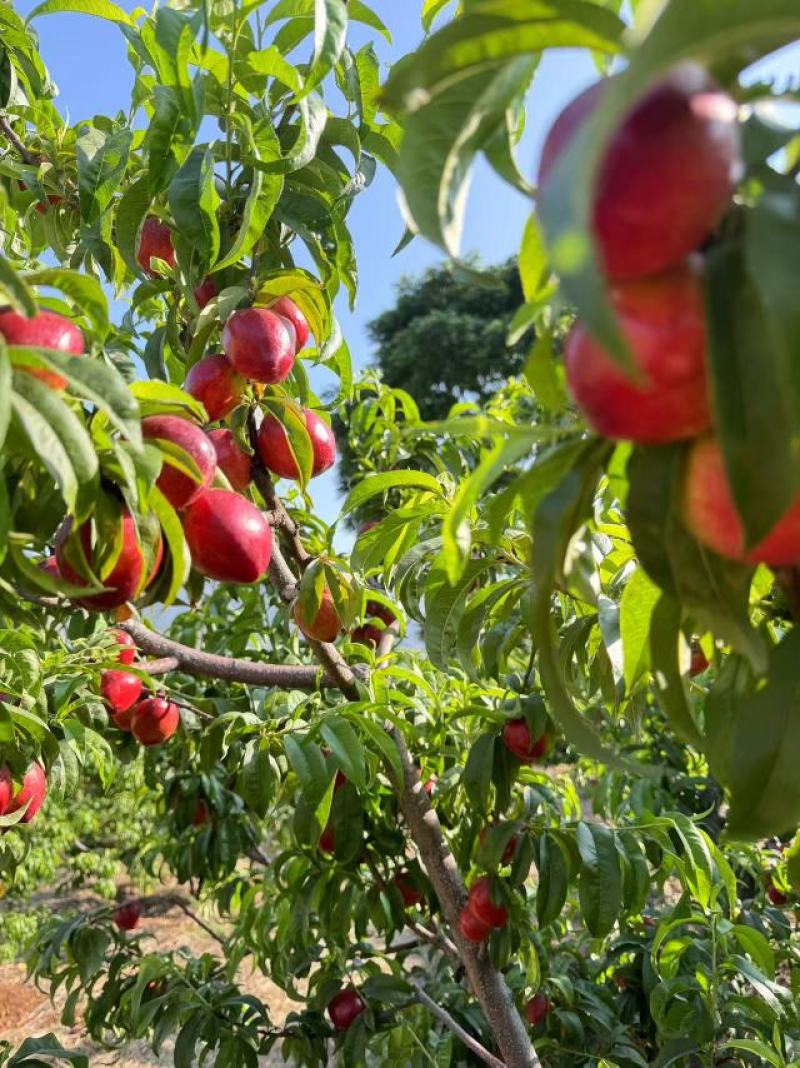 中油6号桃子大量供应四川产地直发，货源充足，新鲜采摘。